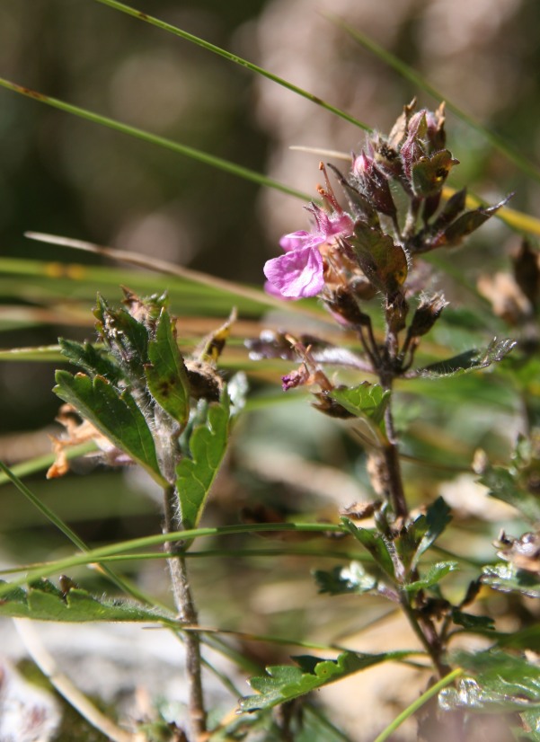 Teucrium chamaedrys  dal moncenisio